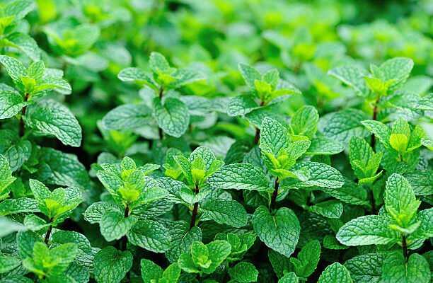 Menthe séchée : votre alliée aromatique toute l’année