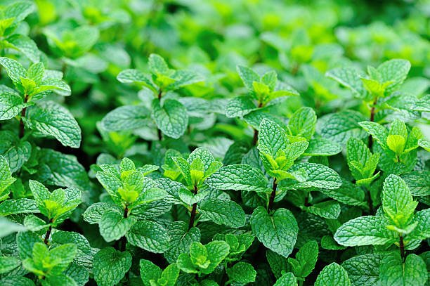 Menthe séchée : votre alliée aromatique toute l’année