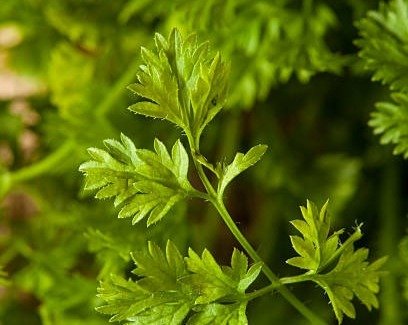 Du pot au plat : le persil dans tous ses états